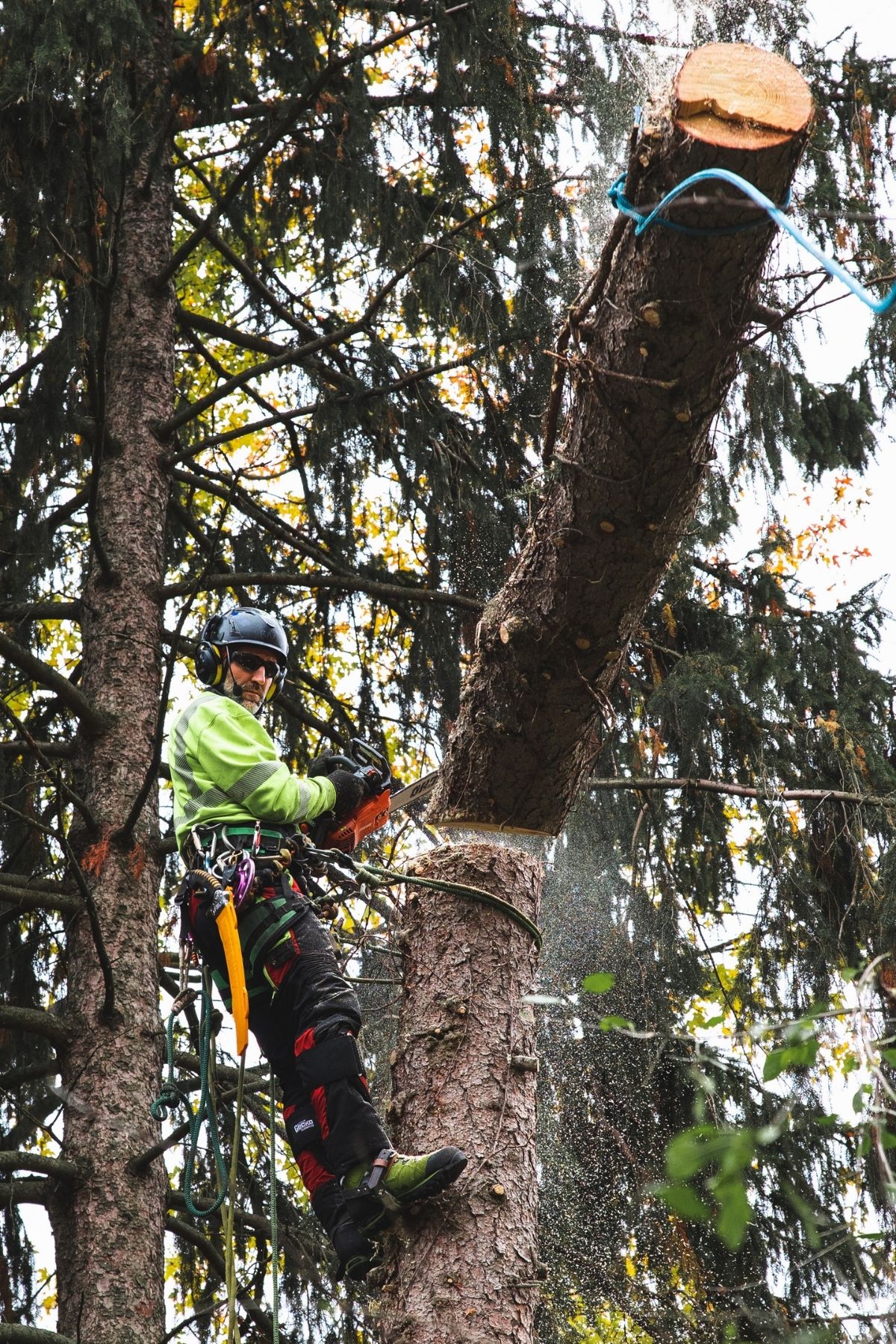 Michigan's Choice Tree Service Grand Rapids, Michigan